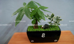 发财树修剪方法视频,视频教程详解